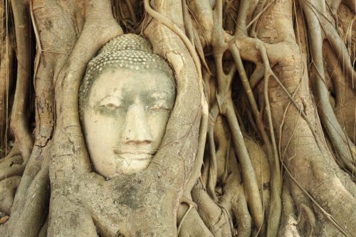 Buddha head in a tree root